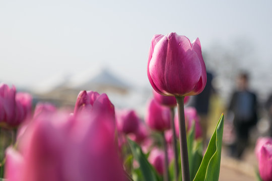 Suncheon Bay National Garden, Suncheon
