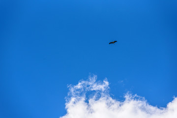 the stork flies against the background of clouds