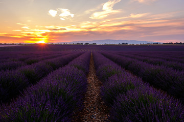 Champ de lavande, coucher de soleil, beau ciel  coloré nuageux. Plateau de Vlensole, Provence, France.