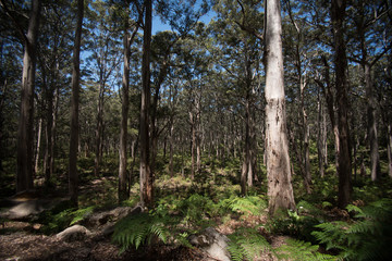 Fototapeta na wymiar Temperate Forest Australia
