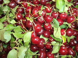 fresh sweet cherries