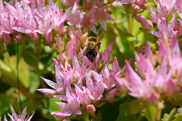 1691_Biene