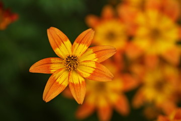 Annuals Bidens