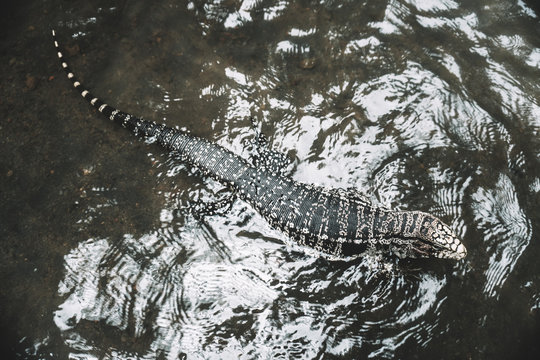 Brazilian Big Lizard. This animal is very common in Brazilian forests