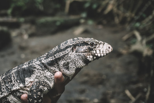 Brazilian Big Lizard. This animal is very common in Brazilian forests