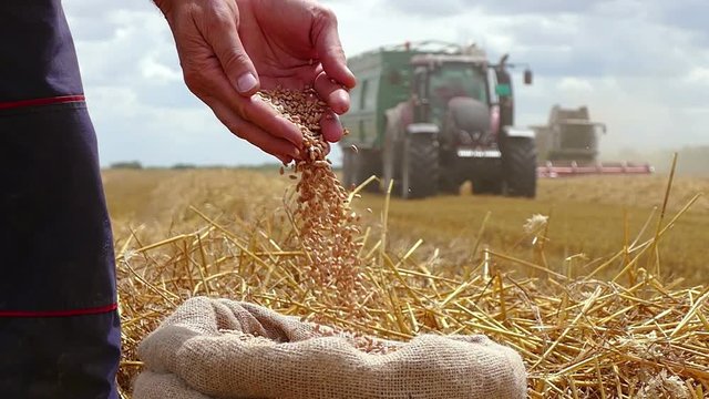 Wheat grain in a hand after good harvest of successful farmer, in a background agricultural machinery combine harvesters and tractor working on field, slow motion