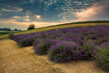 Lavender field in Ostrow near Cracow, Malopolskie, Poland