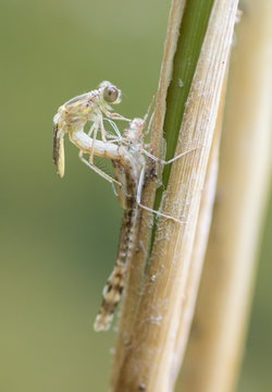 Kleinlibelle schl&uuml;pft aus der Exuvie