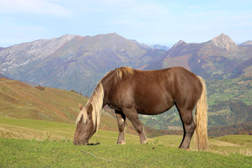 Fototapeta na wymiar Pferd in den Pyrenäen 2