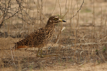 The spotted thick-knee (Burhinus capensis) also known as the spotted dikkop or Cape thick-knee is sitting on the ground in the savanna