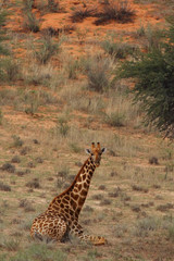 The south african girrafe (Giraffa camelopardalis giraffa) is sitting in peculiar position for such a huge and majestatic animal with red dunes in background