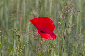 A field full of red poppy flowers between grasses at the edge of the forest