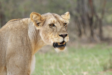 The deatail of the head of lioness (Panthera leo) with brown and green background