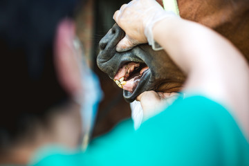 Vet checking horse's teeths