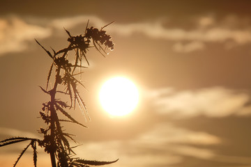 Silhouettes the tops of wild hemp with inflorescence and seeds against the beautiful evening sky. Cannabis leaned toward the sun. Background for design of the legalization or prohibition of marijuana