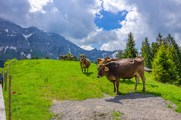Fototapeta premium Swiss cows pasture on a mountain meadow