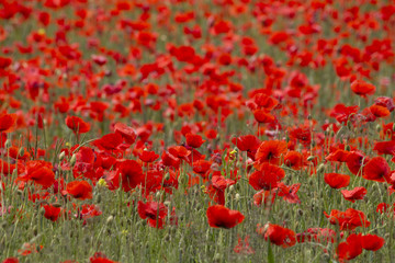 Fototapeta na wymiar A field full of red poppy flowers between grasses at the edge of the forest