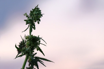 The top of a bush is a young hemp with inflorescences. Flowering period of cannabis. Side view of growing marijuana close-up.