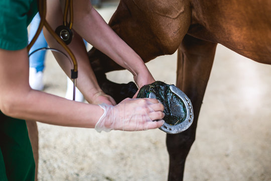Fototapeta Vet checking horse's hooves
