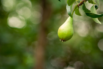 unripe pear on a tree branch on a green background