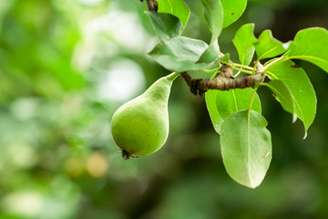 unripe pear on a tree branch on a green background