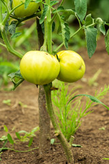 unripe tomatoes in a home garden