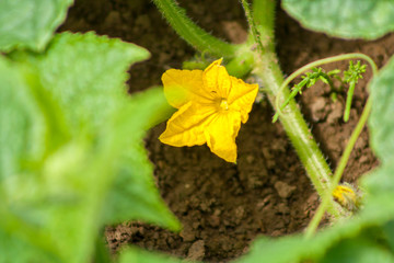yellow cucumber flower. Flourishing cucumber plant