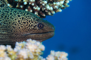 Obraz na płótnie Canvas Giant moray eel (Gymnothorax javanicus) with it's head sticking out of the reef closeup of face.