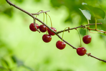 close-up of red ripe cherries on a tree branch on a green background