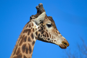 girafe