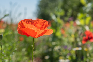 Roter Klatschmohn