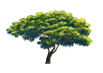 Trees digital painting illustrations White background.