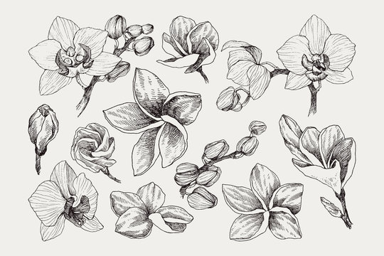 Big set of monochrome vintage flowers vector elements, Botanical flower decoration shabby chic illustration tropical orchid and plumeria isolated natural floral wildflowers leaves and twigs.