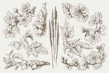 Big set of monochrome vintage flowers vector elements, Botanical flower decoration shabby chic illustration blossom almond and dog rose isolated natural floral wildflowers leaves and twigs.