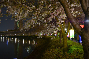 riverside cherry blossom