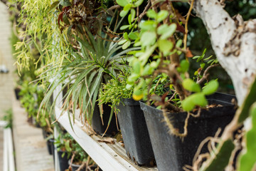 Close-up view of beautiful green potted plants on shelf
