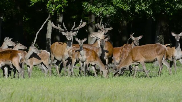 Red deer in The Pasture