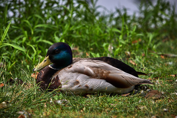 Mallard Duck at Rest