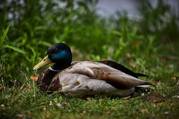Mallard Duck at Rest