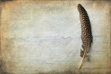 Pheasant feather with texture