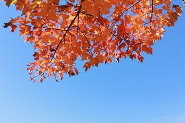 Foliage autumn sky view