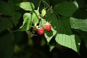 Himbeere, Himbeeren, Himbeerstrauch, Strauch, Beere, Beeren, Obst, Vitamine, Blatt, Blätter,...