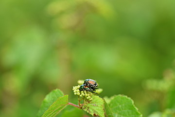 マメコガネのペア