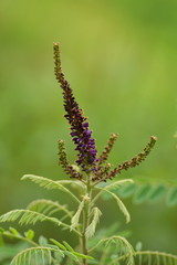 クロバナエンジュの花