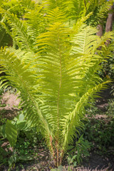 Natural green young ostrich fern or shuttlecock fern leaves Matteuccia struthiopteris on each other, the pantone color