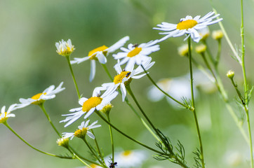 chamomile flowers in the field