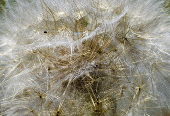 big dandelion close-up