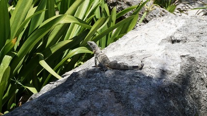Lagarto, fauna de Riviera Maya