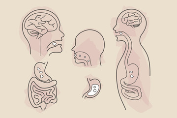 brain, stomach, large and small intestines digestive system eating food vector line art with color splashes