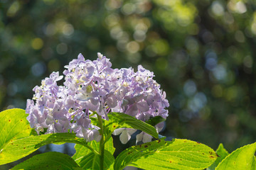 Hydrangea flower.Shot in Japan.close-up.People are not shown.